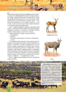 Енциклопедія. Животные Африки (рос) - Зображення 8