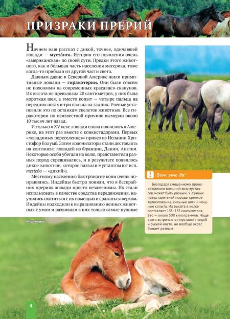 Енциклопедія. Животные Северной Америки (рос) - Зображення 4