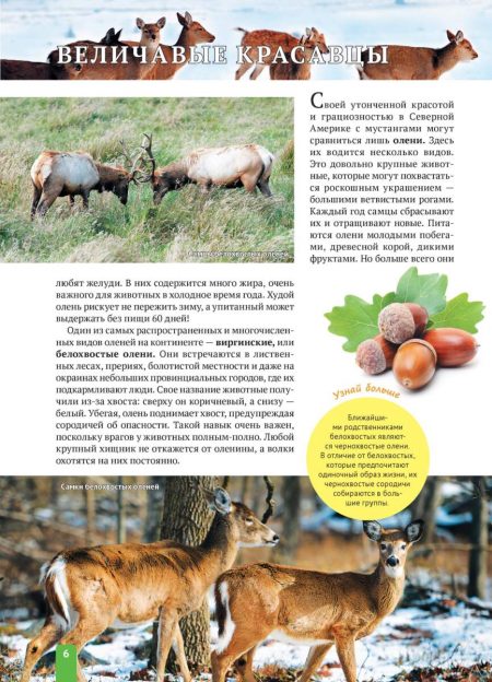 Енциклопедія. Животные Северной Америки (рос) - Зображення 6