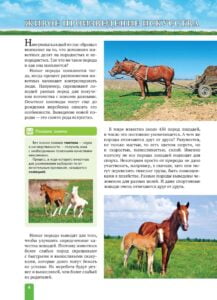 Енциклопедія. Спорт. Верховая езда (рос) - Зображення 4