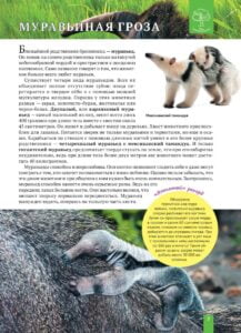 Енциклопедія. Животные Южной Америки (рос) - Зображення 7