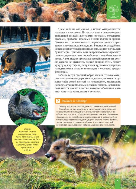 Енциклопедія. Животные Европы (рос) - Зображення 5