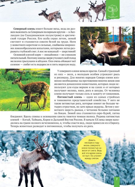 Енциклопедія. Животные Европы (рос) - Зображення 7