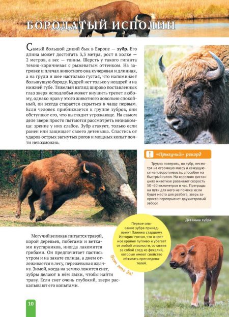 Енциклопедія. Животные Европы (рос) - Зображення 10