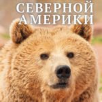 Детская энциклопедия. Животные Северной Америки.
